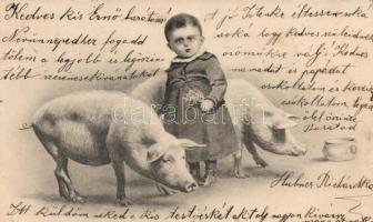 Pigs, child (small tear)