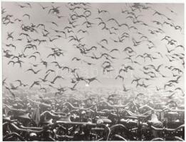 cca 1970-1980 Ismeretlen szerző: Madarak, 15x20 cm.