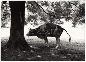 cca 1970-1980 Kalocsai Rudolf: Szükséglet; vintage fotóművészeti alkotás, feliratozva, 17x24 cm.