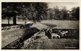The Hague, Den Haag; Hertenkamp / deers