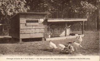 Ferney Voltaire Hühnerhof