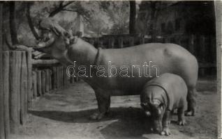 7 db modern képeslap a budapesti Állatkertről / 7 modern postcards, Budapest Zoo