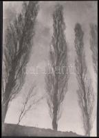 1930-1935 Kinszki Imre (1901-1945): "Pittoresque Poplars" -- Festői nyárfák. Vintage fotó, hátoldalán szerzői pecséttel jelzett, feliratozott, 17x12cm