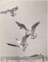 cca 1950-1960 Vadas Jolán (1910-1978): Sirályok, vintage fotóművészeti alkotás, feliratozott, 24x18 cm.