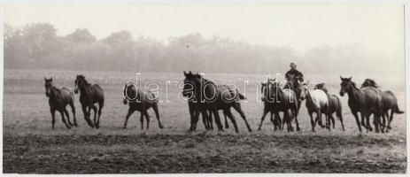 cca 1970-1980 Zsigri Oszkár: Ménes, vintage fotóművészeti alkotás, pecséttel jelzett, 10x23 cm.