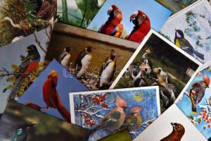 58 db modern, madár motívumlap, 25 madár témájú grafikai lappal / 58 modern, bird motive cards with 25 bird graphics