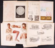 cca 1900 Pallas Nagy Lexikonából származó 50 db színes és fekete-fehér melléklet, nyomat