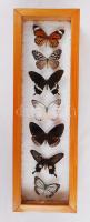 7db-os trópusi lepkegyűjtemény üvegezett fa tárolóban (a lepkéken kisebb sérülések) /  Tropical butterfly collection in little wooden cabinet (with minor faults), 48x15x7cm