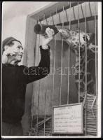 cca 1970 állatkerti zsiráf bébi fotó 12x18 cm