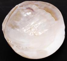 Gyöngykagyló belsejében natúr gyöngyképződményekkel /
pearl oyster, 14x9 cm