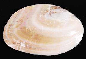 Gyöngykagyló belsejében natúr gyöngyképződményekkel /
pearl oyster, 14x9 cm