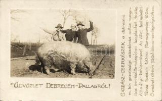 Debrecen-Pallag, Gazdász cserkészek, mangalica, photo