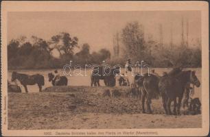 Vardar, German soldiers bathing their horses in the river (EK)