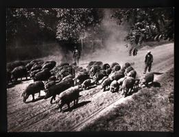 1931 Kerny István (1879-1963): Mangalicák Seregélyesen. Vintage fotó, hátoldalán szerzői pecséttel jelzett, 16x22cm (bal felső sarkán hajtásnyom)