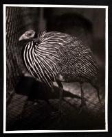 1930-1937 Kinszki Imre (1901-1945): Keselyűfejú gyöngytyúk. Vintage fotó, hátoldalán szerzői pecséttel jelzett, aláírt, feliratozott /  Imre Kinszki (1901-1945): Vulturine Guineafowl. Artist's stamp, signature and description on the verso, 15x12cm