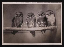 1930-1935 Kinszki Imre (1901-1945): Gyöngybaglyok. Vintage fotó, hátoldalán szerzői pecséttel jelzett, feliratozott /  Imre Kinszki (1901-1945): Barn Owls. Artist's stamp and description on the verso, 11x16cm