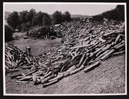 1930-1935 Kinszki Imre (1901-1945): Fatelep. Vintage fotó, hátoldalán szerzői pecséttel jelzett /  Imre Kinszki (1901-1945): Lumber Yard. Artist's stamp on the verso, 17x23cm