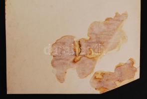 1920-1930 Kitüntetések átadása, jelzés nélkül, a Pesti Napló archívumából (a kép bal alsó sarka hián...