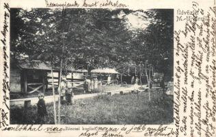 Marosújvár, Báncsai kuglizó (fa)