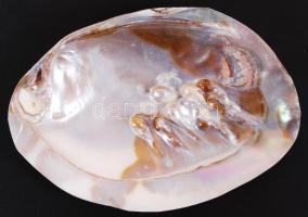 Gyöngykagyló belsejében natúr gyöngyképződményekkel / pearl oyster, 17x12 cm.