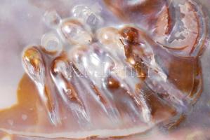 Gyöngykagyló belsejében natúr gyöngyképződményekkel /
pearl oyster, 17x12 cm