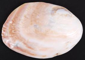 Gyöngykagyló belsejében natúr gyöngyképződményekkel /
pearl oyster, 17x12 cm