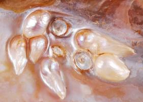 Gyöngykagyló belsejében natúr gyöngyképződményekkel /
pearl oyster, 9x14 cm