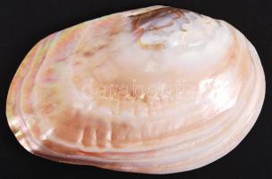 Gyöngykagyló belsejében natúr gyöngyképződményekkel /
pearl oyster, 9x14 cm