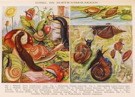 Oosthoek's geillustreerde encyclopaedie. Derte druk. Compleet in 13 dln. Utrecht-Oosthoek, 1932...