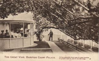 London, Hampton Court Palace, The Great Vine
