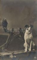 Dog with parrot (b)