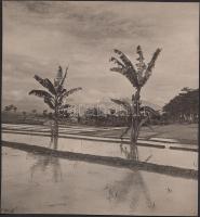 cca 1930-1940 Jáva, rizsföldek, feliratozva / Java, rice-field, 18x17 cm.