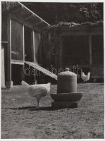 cca 1950-1960 Bereth Ferenc (1909-1991): Baromfiudvar, vintage fotó, pecséttel jelzett, 24x18 cm