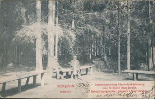 Stubnyafürdő erdő / forest (fl)