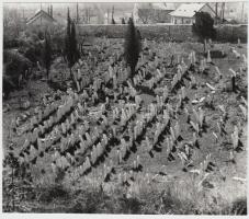 cca 1930-1940 Zsidó temető, későbbi nagyítás, 12x14 cm