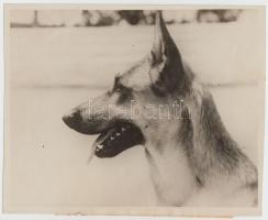 cca 1928-1929 Egy filmsztár német rendőrkutya portréja, feliratozva, 18x22 cm