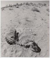 cca 1960-1970 Ismeretlen szerző: Szomjhalál, 21x18 cm