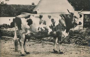 Ruca, record-holder cow