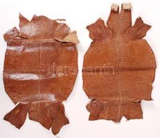 2 db gyík bőr, 16×24 cm (2×)