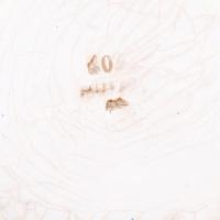 cca 1850 Jelzett angol fajansz mélytányér, apró lepattanással, matricás, d:23 cm