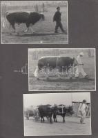 21 db fotó az 50-es évekből Budapest városképek, Hortobágy stb