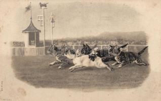 Cat race Emb. litho (fl)