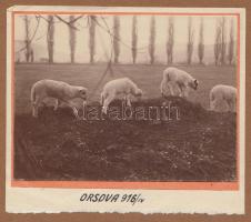 1916 Kerny István (1879-1963): Orsovai bárányok, vintage fotó, jelzetlen, feliratozva, 8x11 cm, karton  25x16 cm