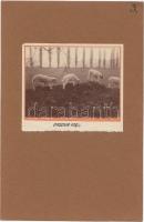 1916 Kerny István (1879-1963): Orsovai bárányok, vintage fotó, jelzetlen, feliratozva, 8x11 cm, kart...