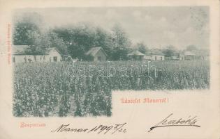 1899 Monor, Borpincék; Herodek István kiadása