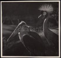 cca 1930-1935 Kinszki Imre (1901-1945): Jó barátok, vintage alkotás, aláírással és szerzői pecséttel, 12x12 cm