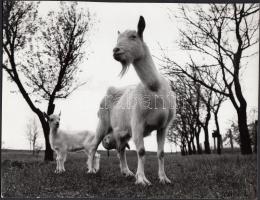 1989 Csigó László: Kecske mama a gidájával, vintage fotó, pecséttel jelzett, 1x24 cm