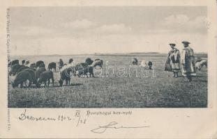 Hortobágy, kosnyáj (EK)