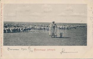 Hortobágy, juhnyáj (EK)