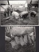 cca 1955-1958 Tiszavölgyi József: Disznósors, 4 db fotó, 12x17 cm és 8x12 cm méretben